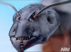 صورت مورچه از نزدیک