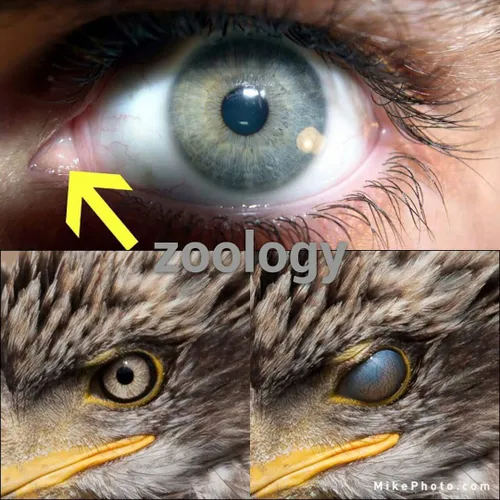 در گوشه داخلی چشم انسان بقایای پلک سوم وجود دارد که در طی