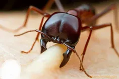 ی مورچه پوستت و اینطوری گاز میگیره...