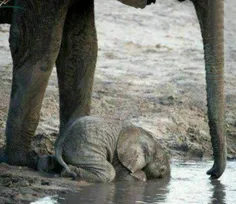 بچه فیل‌ها به این شکل آب می‌نوشند. زیرا تا ۹ ماهگی بلد نی