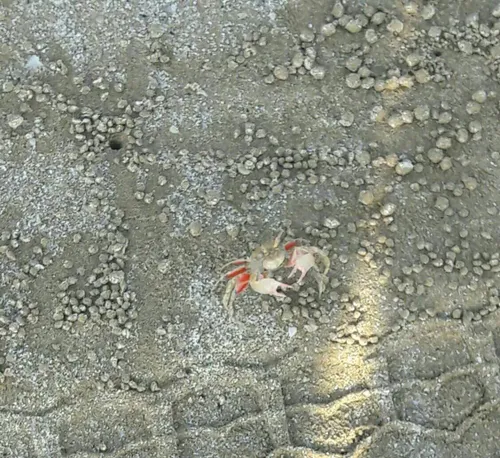 خرچنگ. دریا ساحل