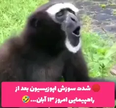 کجاتون سوخته 😂