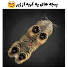 اخه شما پنجه هاشو ببین 😻  😻  