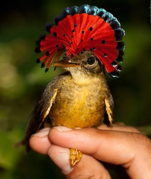 مرغ مگس گیر سلطنتی. پرنده ای کمیاب با تاج بزرگ و رنگارنگ
