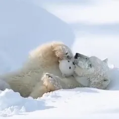 زیبایی ببینیم😍

بازی خرس قطبی مادر با توله خرس
