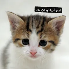 این گربه‌ من