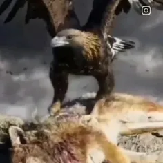 گرگ ها خوب بدانند در اوج سقوط بهر پرواز عقاب شاهپری مونده
