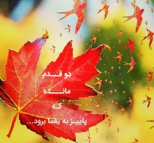 عاشقانه ها darya1001 25382696 - عکس ویسگون