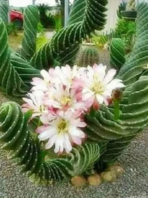 طبیعت زیبا گل زیبا کاکتوس ،