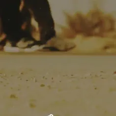 اربعین 