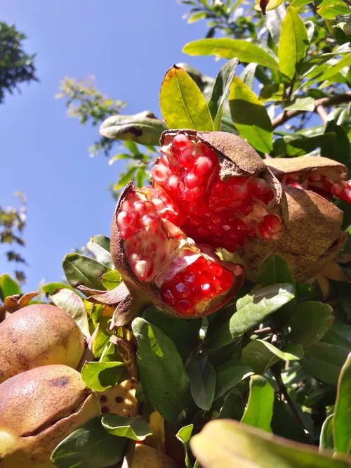 🍁 من به دستان تو،