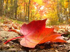 پاییز برگ ریز هزاران رنگ
