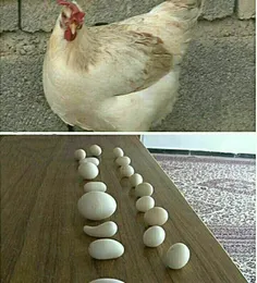 در اتفاقی نادر ، مرغی در هر بار تخم گذاشتن با شکل متفاوتی