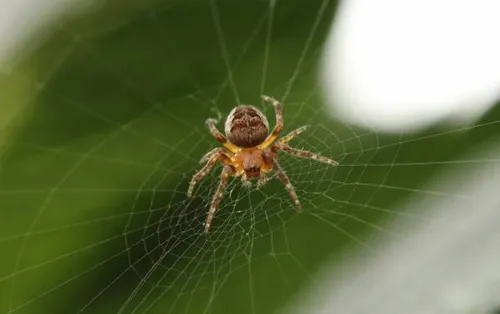 در هر هکتار فضای سبز به طور متوسط 50،000 عنکبوت وجود دارد