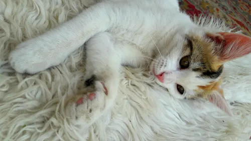 خیلی بانمک نیست با اون چشمای قهوه ایش؟؟😻 😻 😻 گربه مای کت 