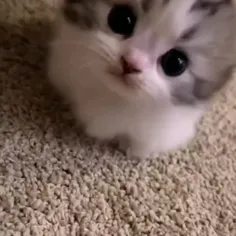 بچه گربه🐈🐱