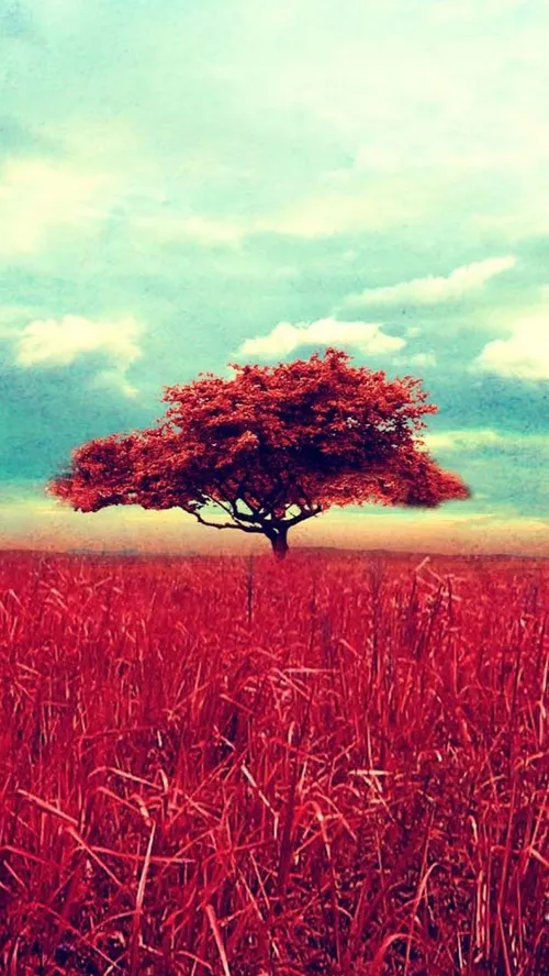 Lone-Red-Tree