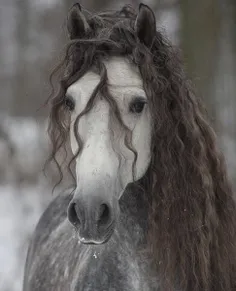 ببینید این موی فر چیه که حتی اسب رو هم خوشگل تر میکنه!🥲🤌