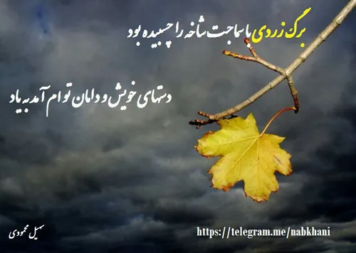 برگ زردی با سماجت شاخه را چسبیده بود