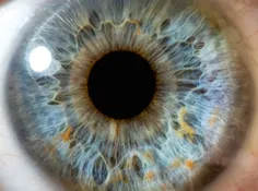 عضلات عنبیه چشم در روز طول 100 هزار بار منقبض و منبسط میش