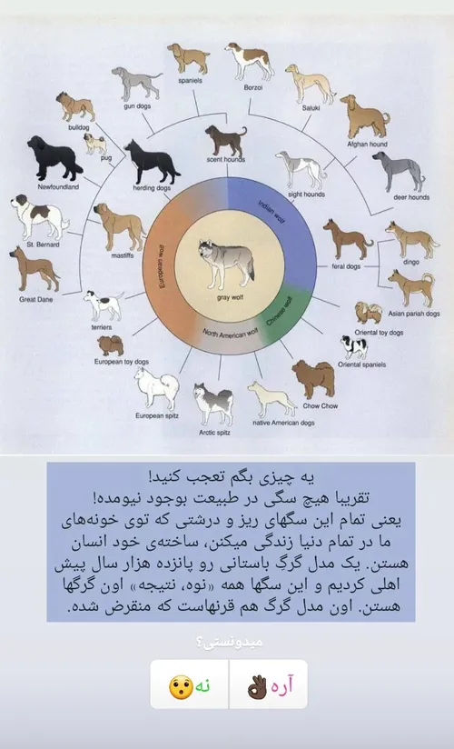 میدونستین؟😱🐕