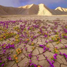 ‏صحرای آتاکاما در شیلی، خشک‌ترین نقطه‌ی جهان بعد از قطب ج