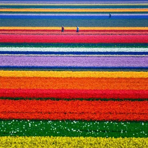 Tulip Fields in Netherlands دشت لاله٬ هلند