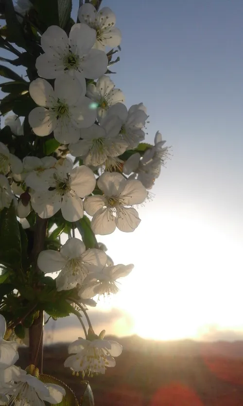شکوفه های بهاری عکاس منم
