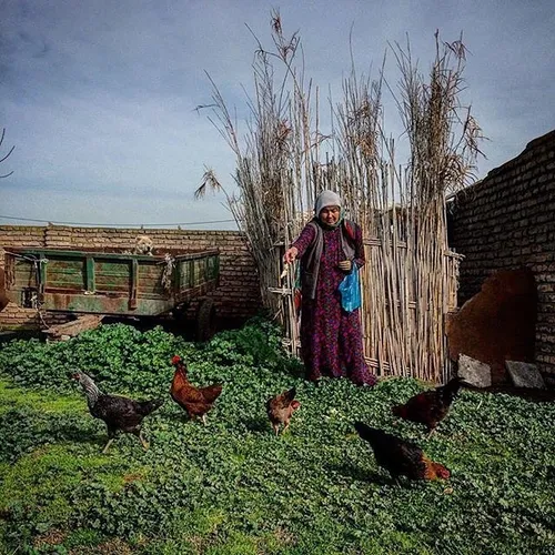 A woman feeding her chickens. Gorgan, Golestan, Iran. Pho