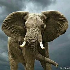 یک فیل آفریقایی کاملا بالغ می تواند روزانه 136 کیلو مدفوع