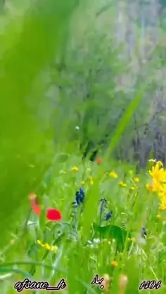 بهار آمده باور کن.