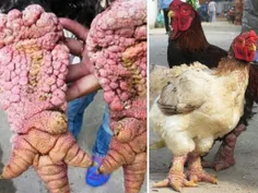 این مرغ ها و خروس ها که از محبوبیت بالایی نیز  در ویتنام 