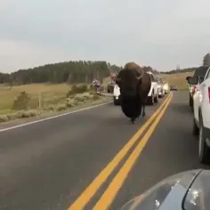 گاومیش کوهان دار امریکایی American bison که به آن گاومیش 