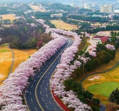 جاده همیشه بهار..کره جنوبی