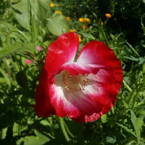 هيچكس را در زندگی مقصر نمی دانم...