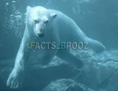خرس های قطبی می توانند 96 کیلومتر بدون توقف شنا کنند.