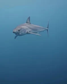 کوسه سفید بزرگ (Great white shark)، گونه‌ای از کوسه خال م