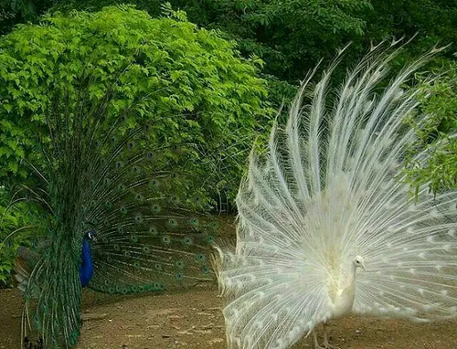 طاووس زال.درکنارطاووس رنگدانه