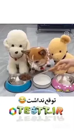 حسود کی بودی گوگولی😂😂