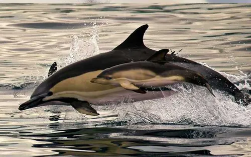 شنای بچه دلفین در کنار مادرش