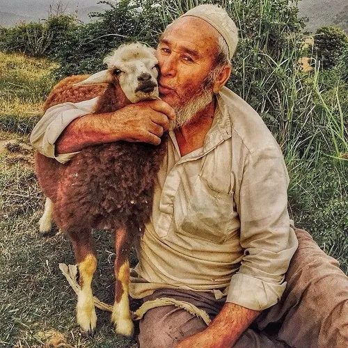 An old shepherd hugs and kisses his sheep. In reply to ph