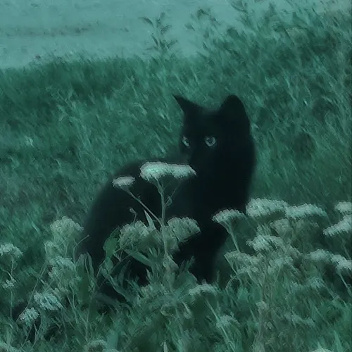 ولی گربه سیاه>>>>