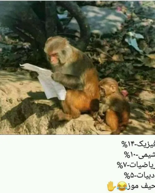 🍌 حیف ها حیف 😄 🍌 موز و دیگر هیچ 😉 خوراکی هنر خلاقیت زرد ا