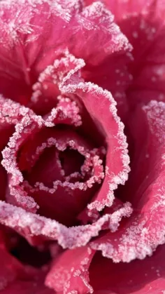 #Frozen Flower