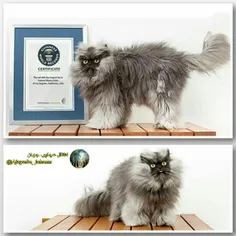 نام «کلنل میو» گربه ای با بلندترین موی دنیا در کتاب رکورد