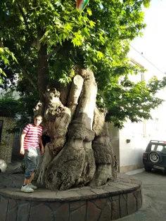 درخت ۸۰۰ساله چنار حصار کرج