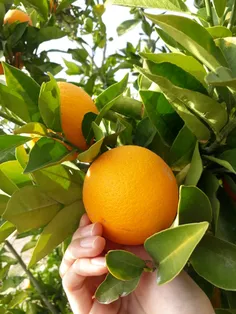 پرتقال🍊