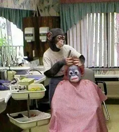 کی حاضره پیش این آرایشگر