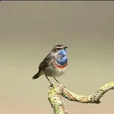 آمـد خـبر از حضـرتِ دلدار 🕊 🌸 