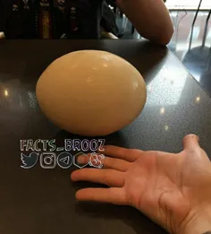 تخم شترمرغ، بزرگترین تخم در میان جانوران است و وزن آن‌ بی